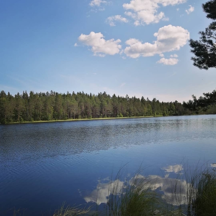 madgic forest