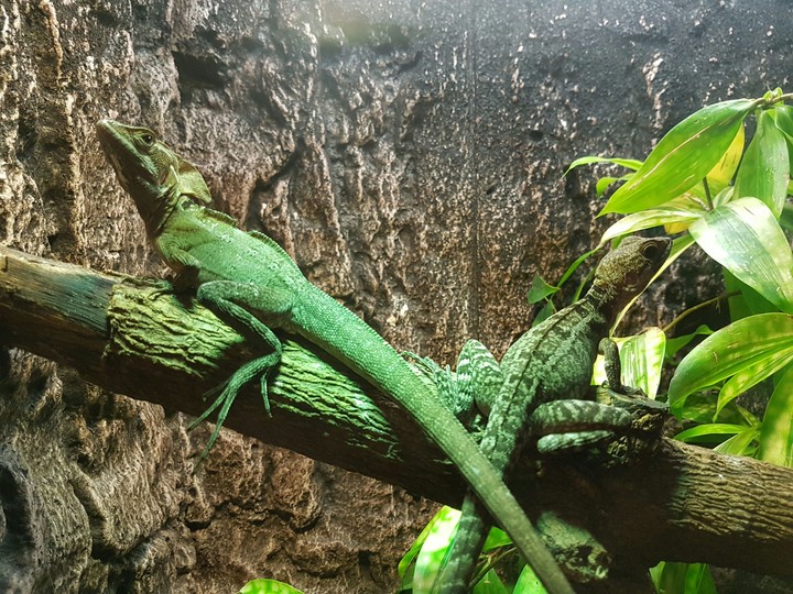 reptiles