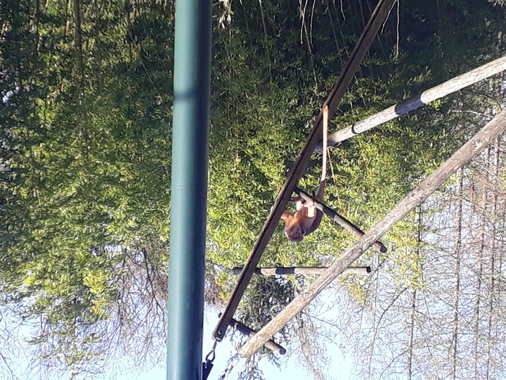 monkey
