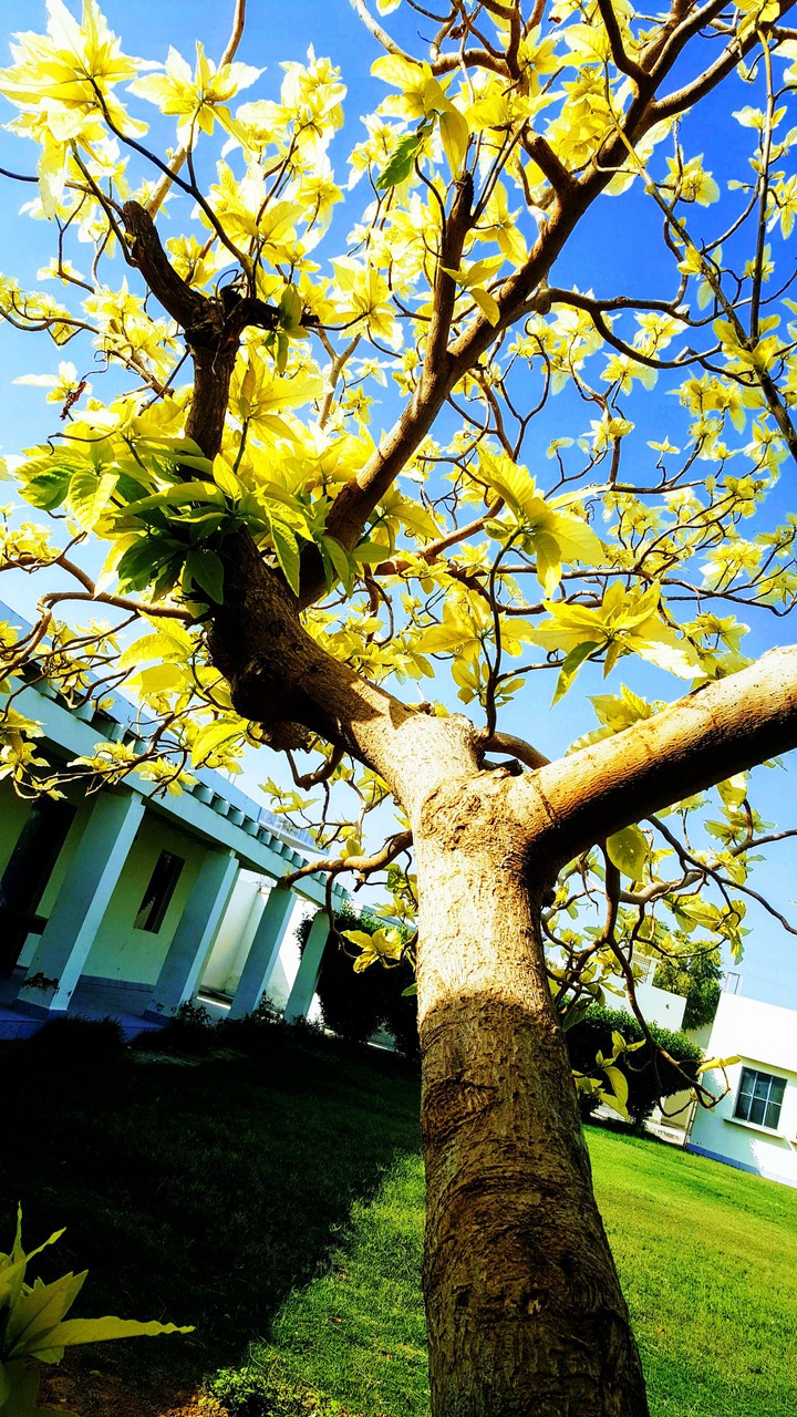 shape of a tree