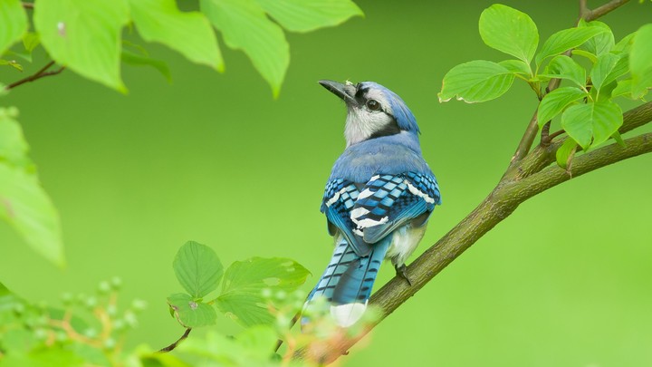 Blue Jay