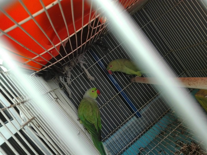 Alexenders/Parrots Life