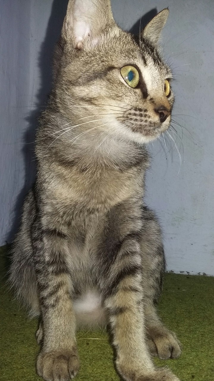 cat