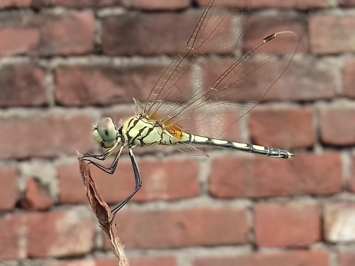 Dragon Fly