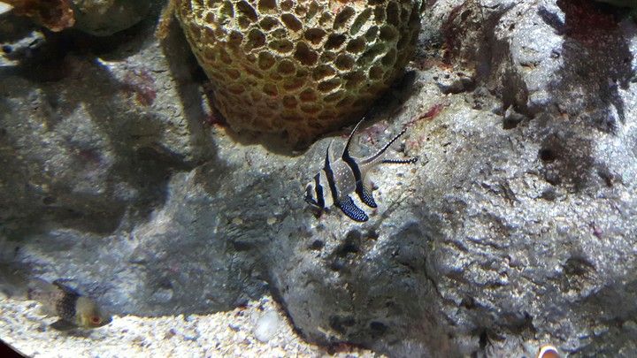 fish