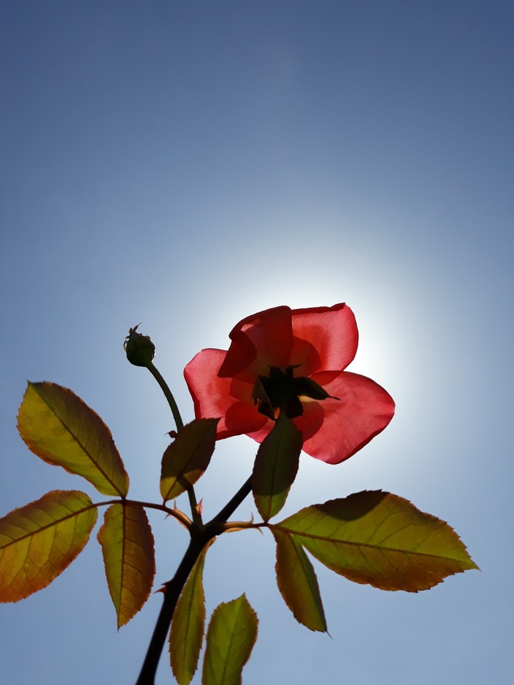 photo from my garden