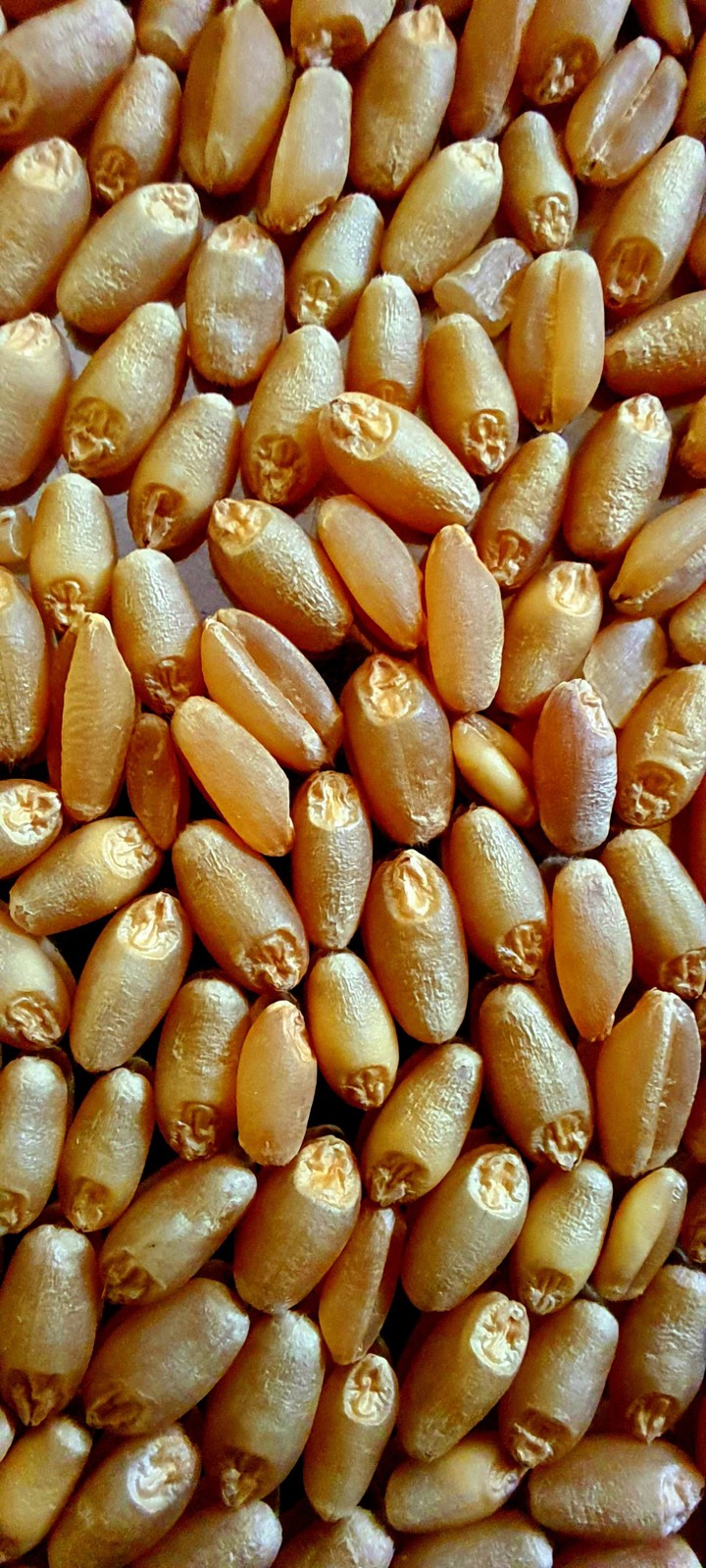 Wheat closeup