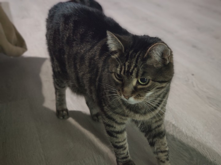 CatEvil
