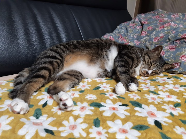 кот