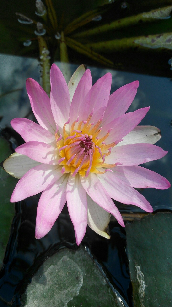 Lotus