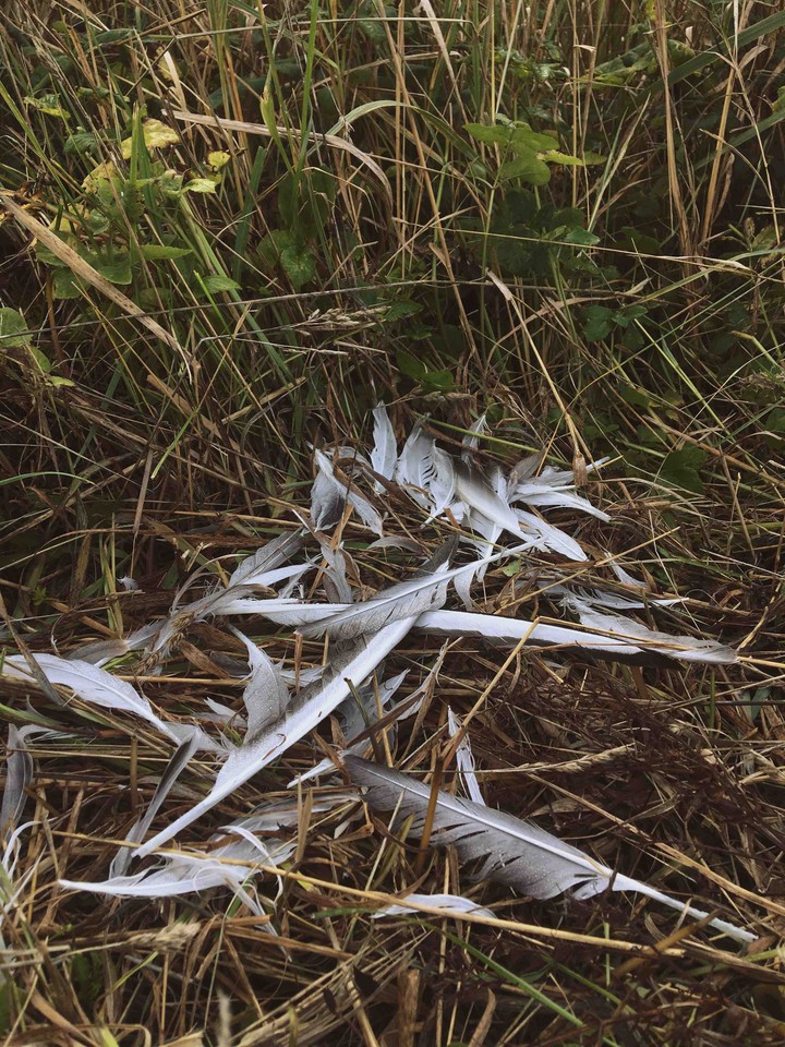 Feathers ?