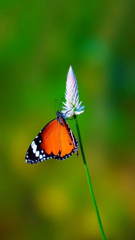 butterfly