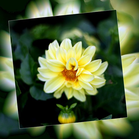 Freestyle. Yellow chrysanthemums
