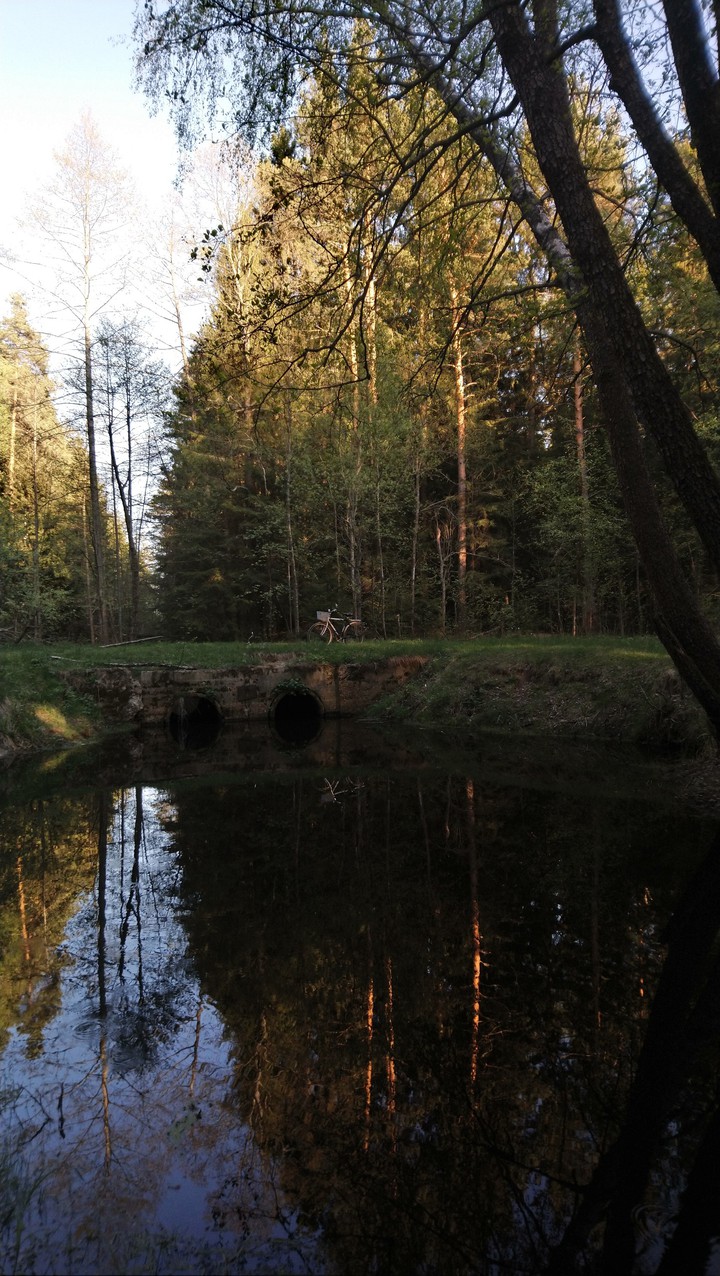 forest
