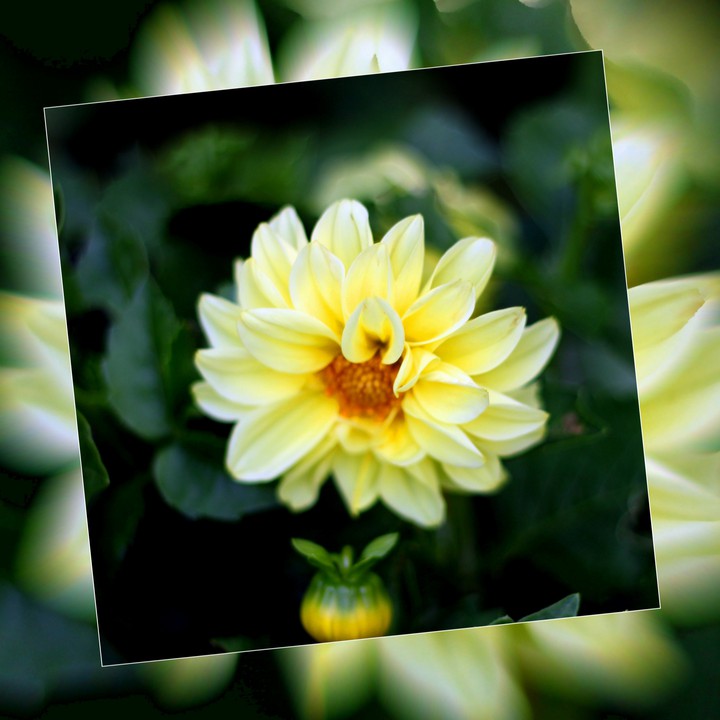 Freestyle. Yellow chrysanthemums