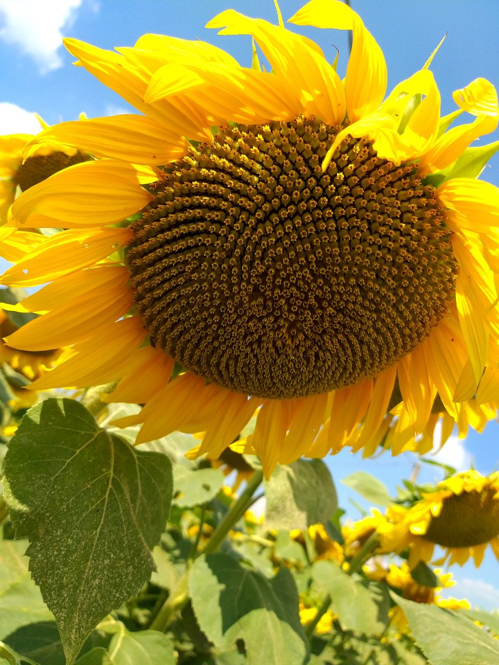 Sunflower