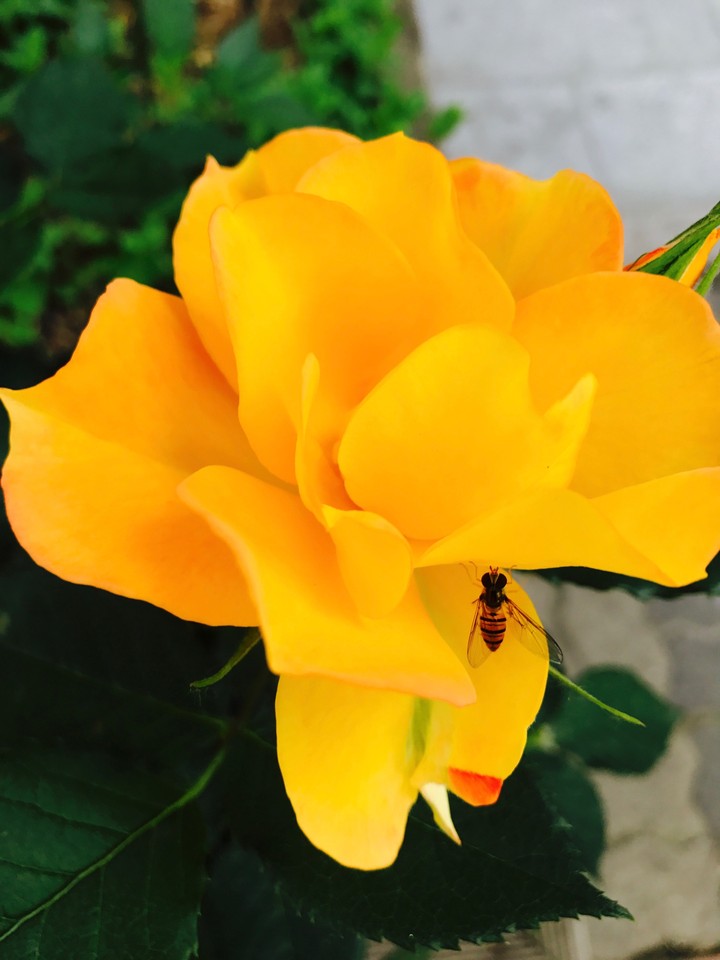 Rose&bombus