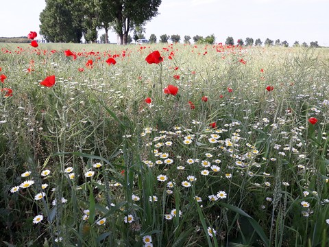 beautiful field from Romania