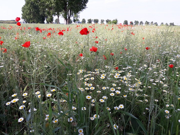 beautiful field from Romania