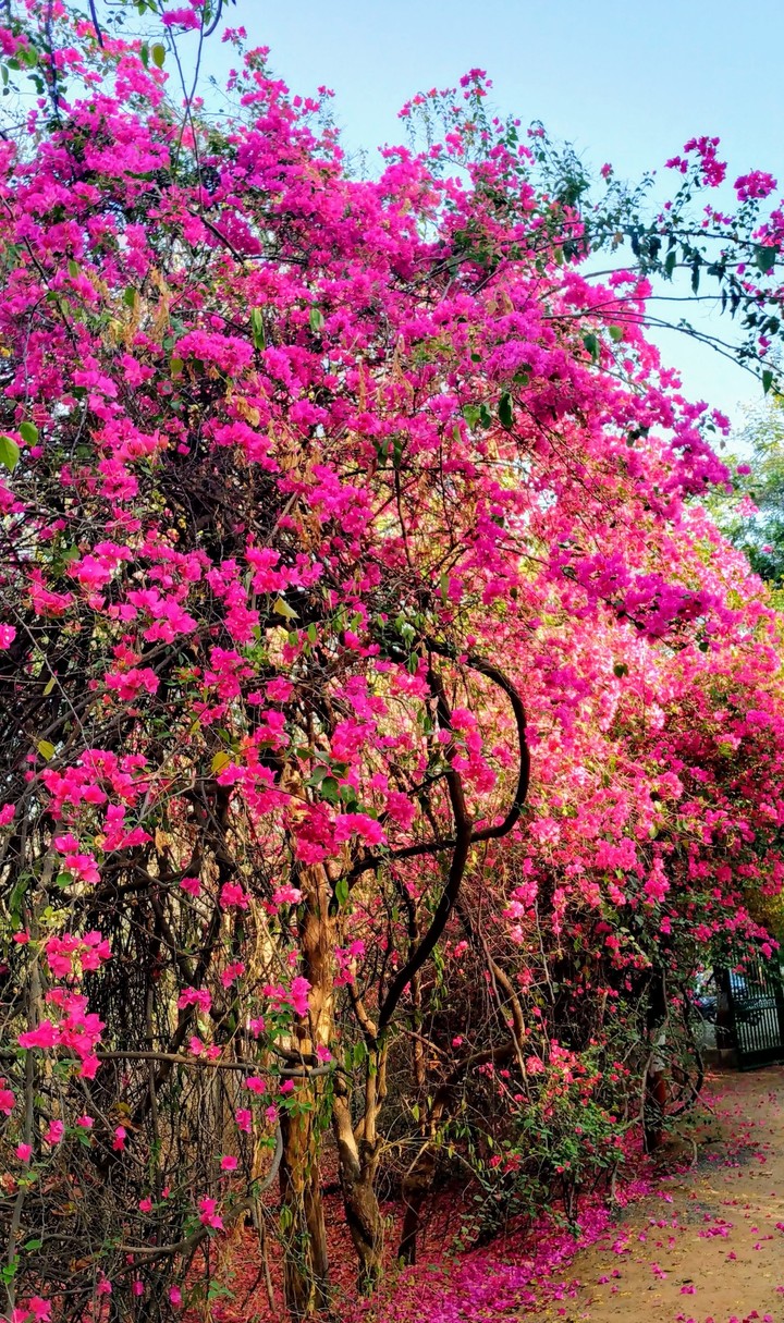 Pink way
