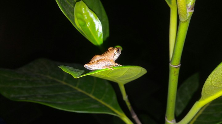frog