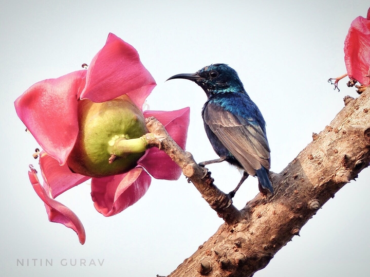 Sunbird