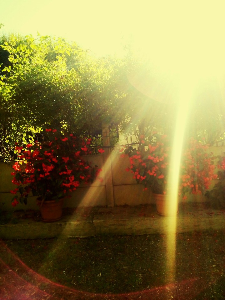 Flower's and sun...
