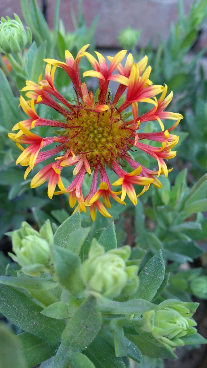 Flower firework