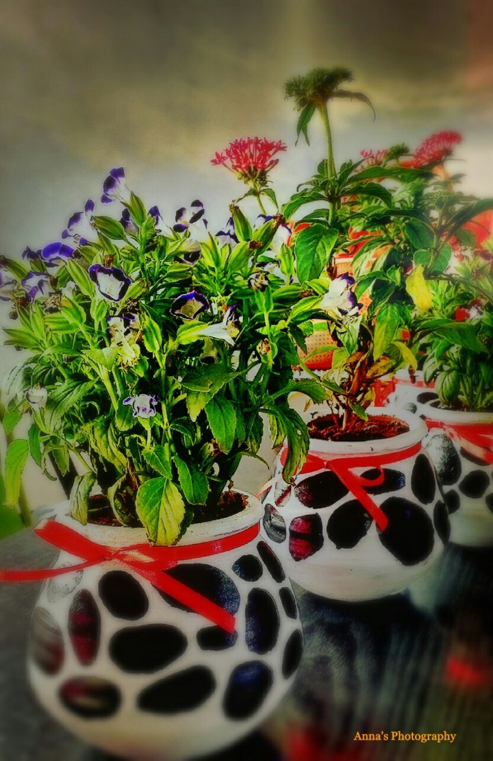 Coloured pots and plant