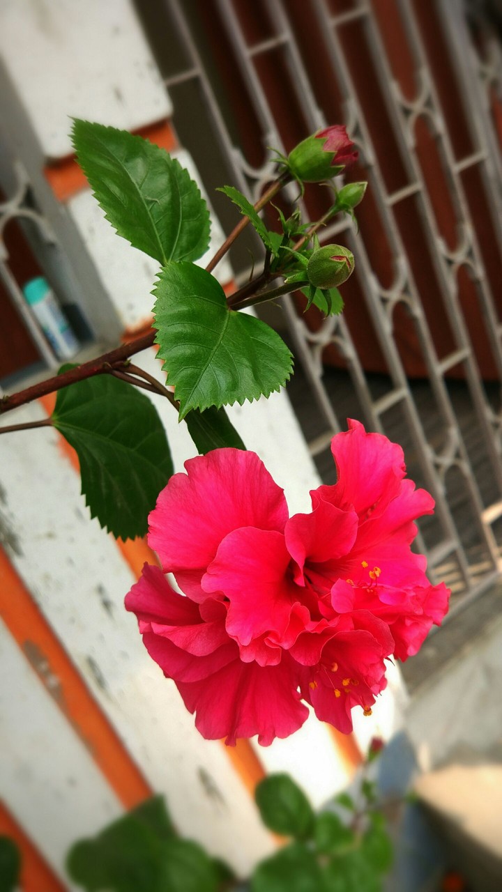 Flower with mi5