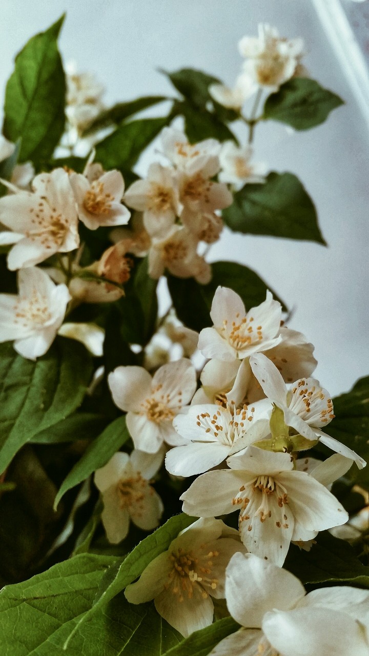 flowers