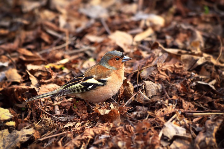 bird