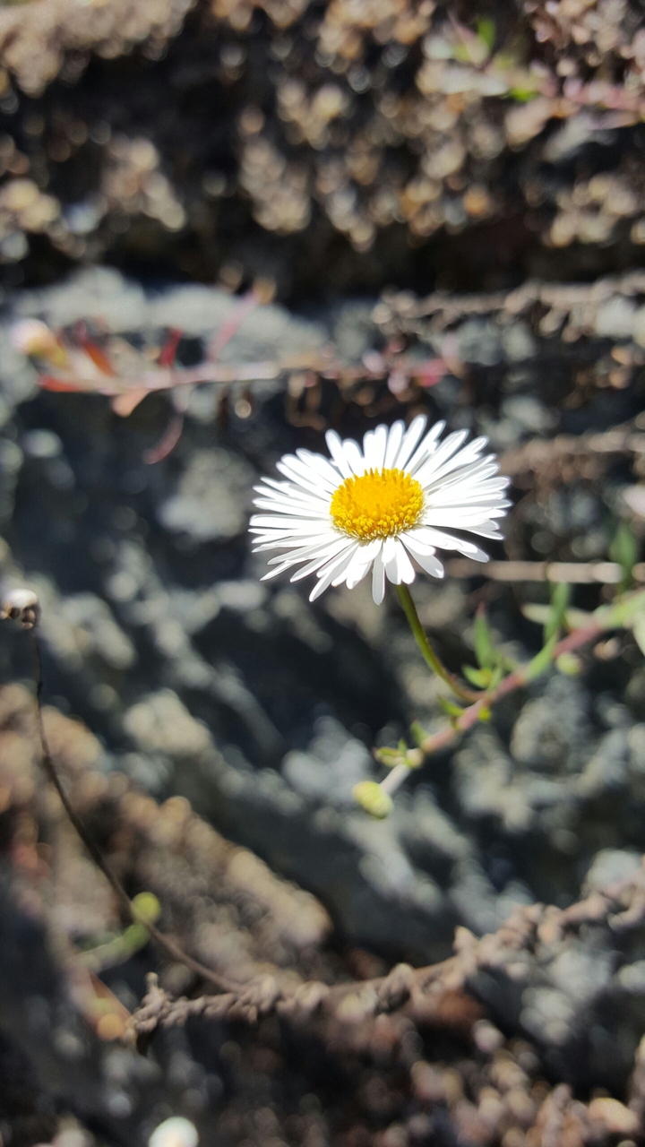 small beauty