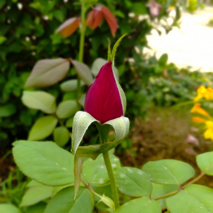 rose