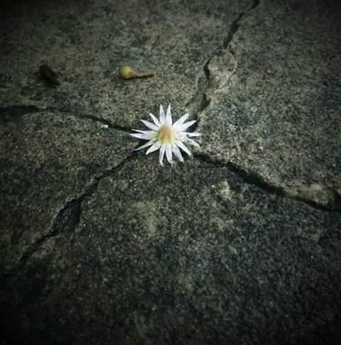 Star-flower