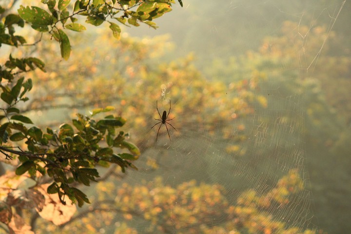 Big Spider