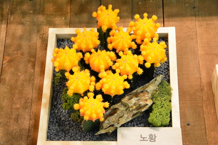 꽃박람회이미지