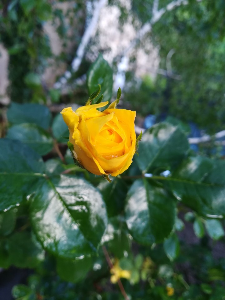 Yellow rose 