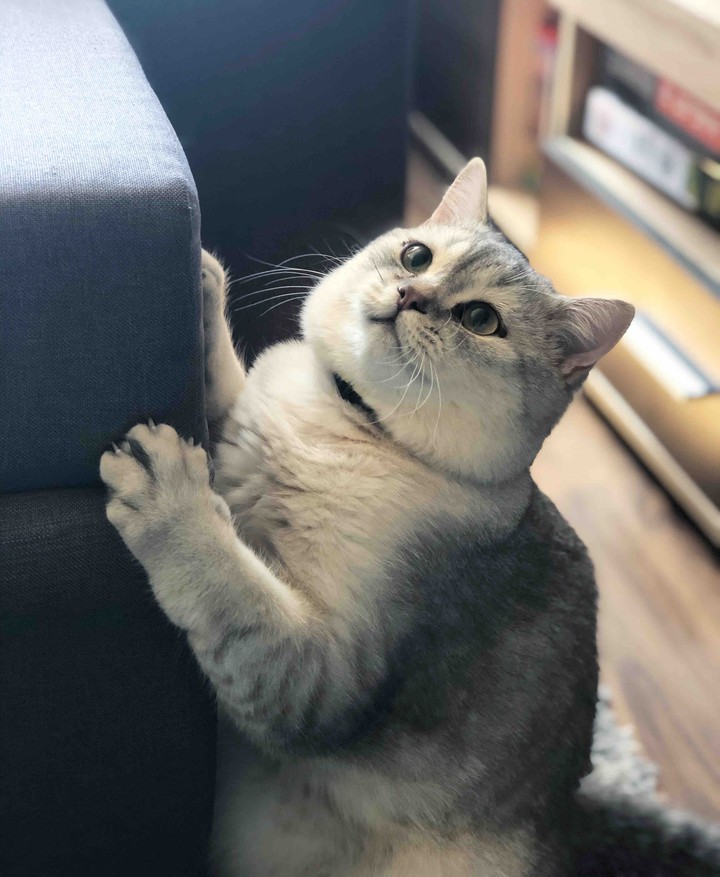 кот Моня