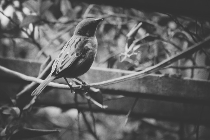 bird