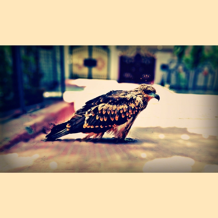 eagle