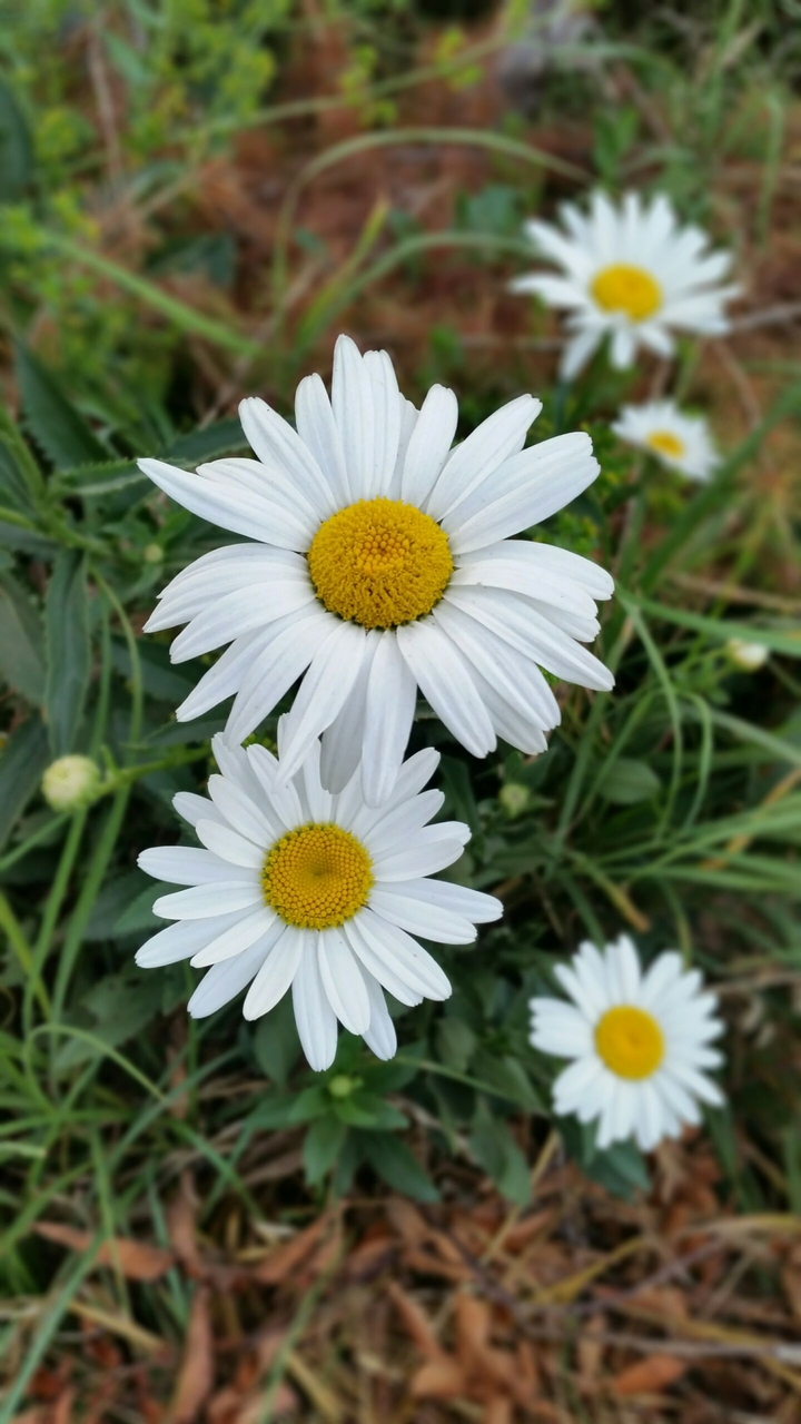 White Daisy - Papatya