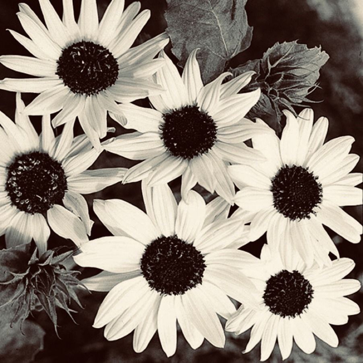 black &white
