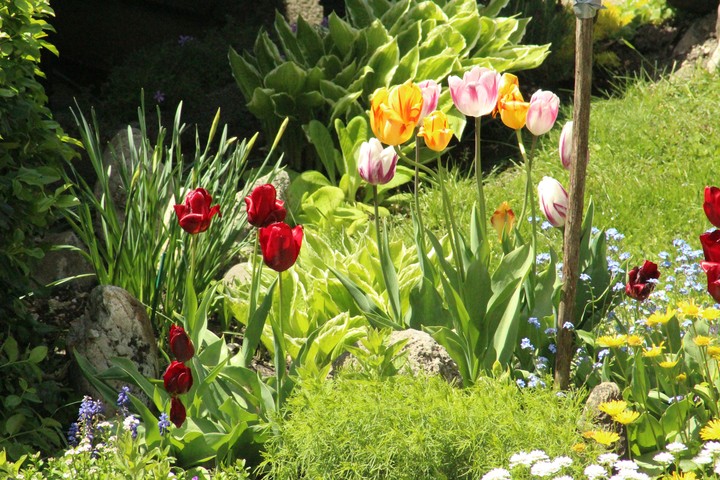 Tulpen