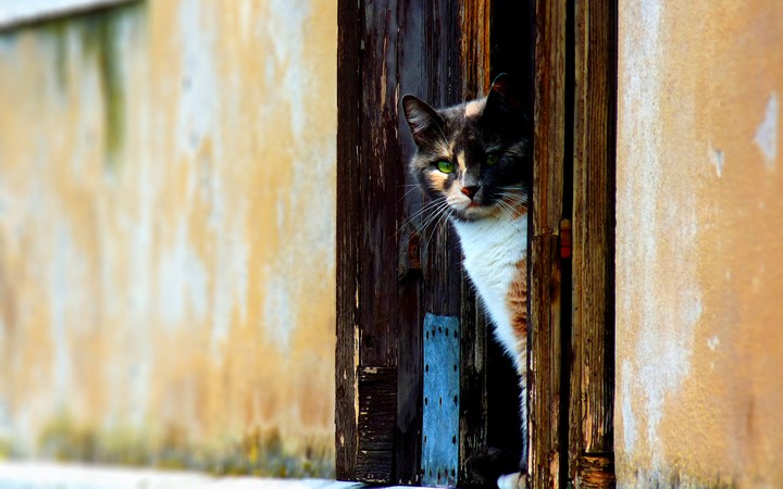 cat
