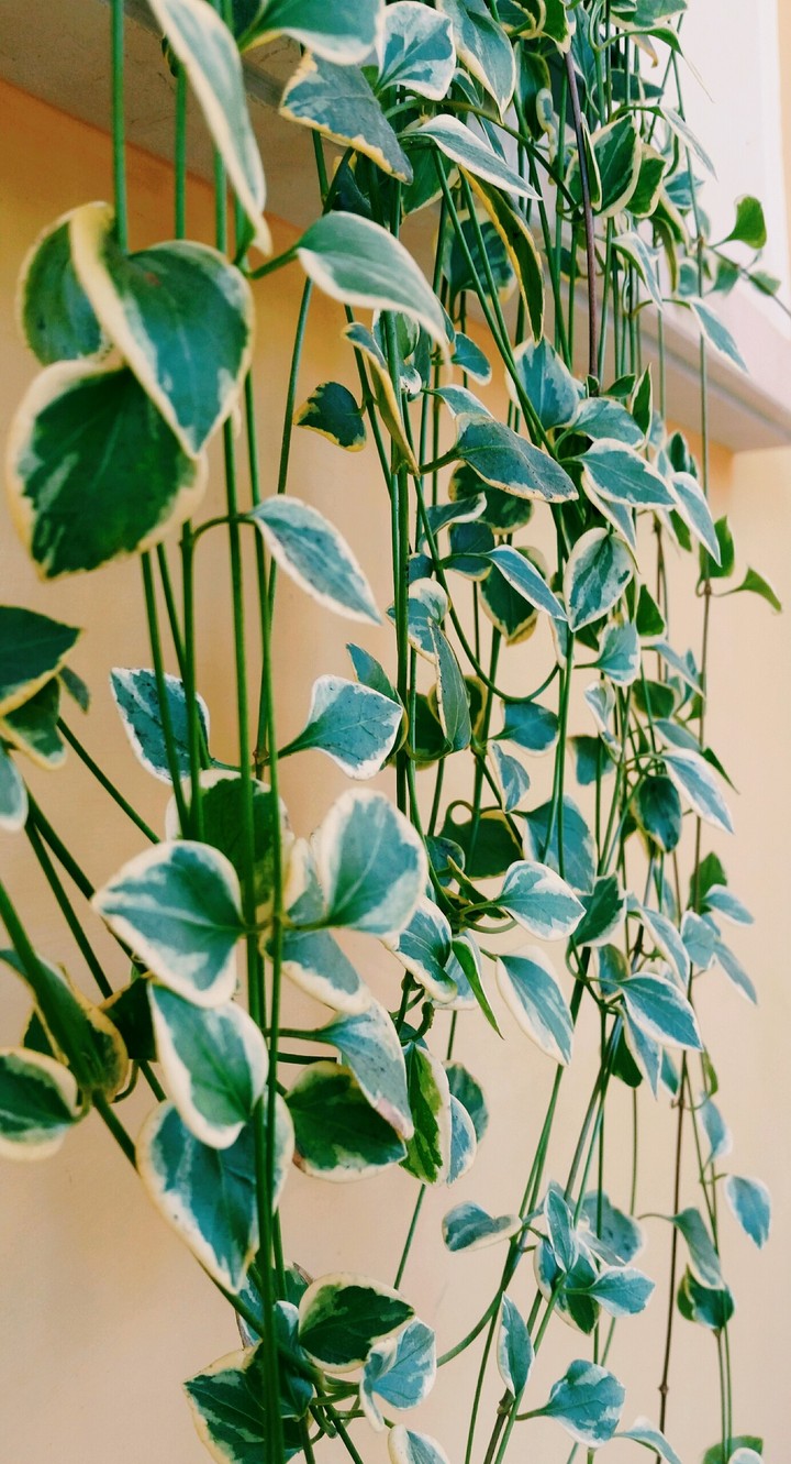 plant