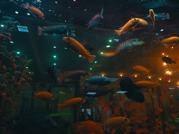 Fish