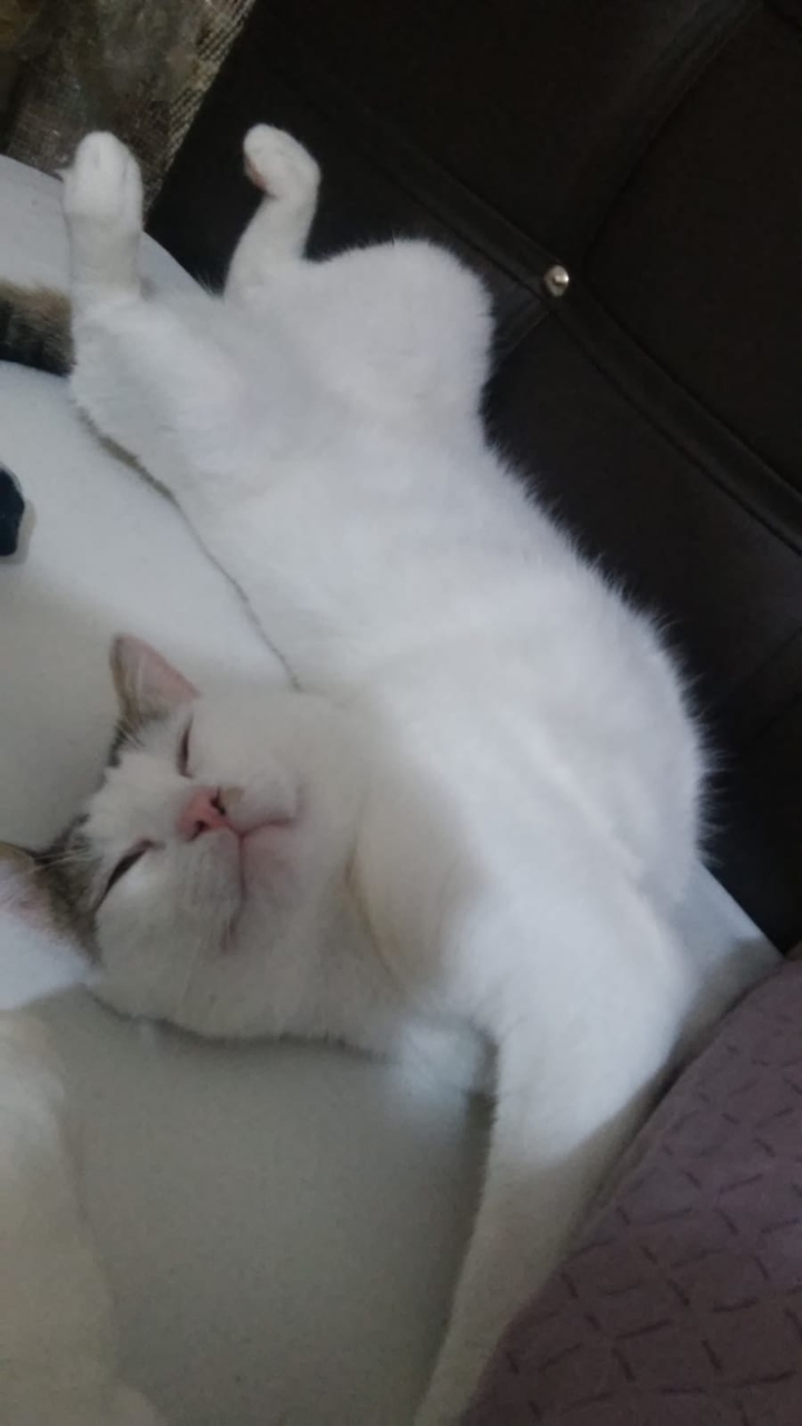 miço