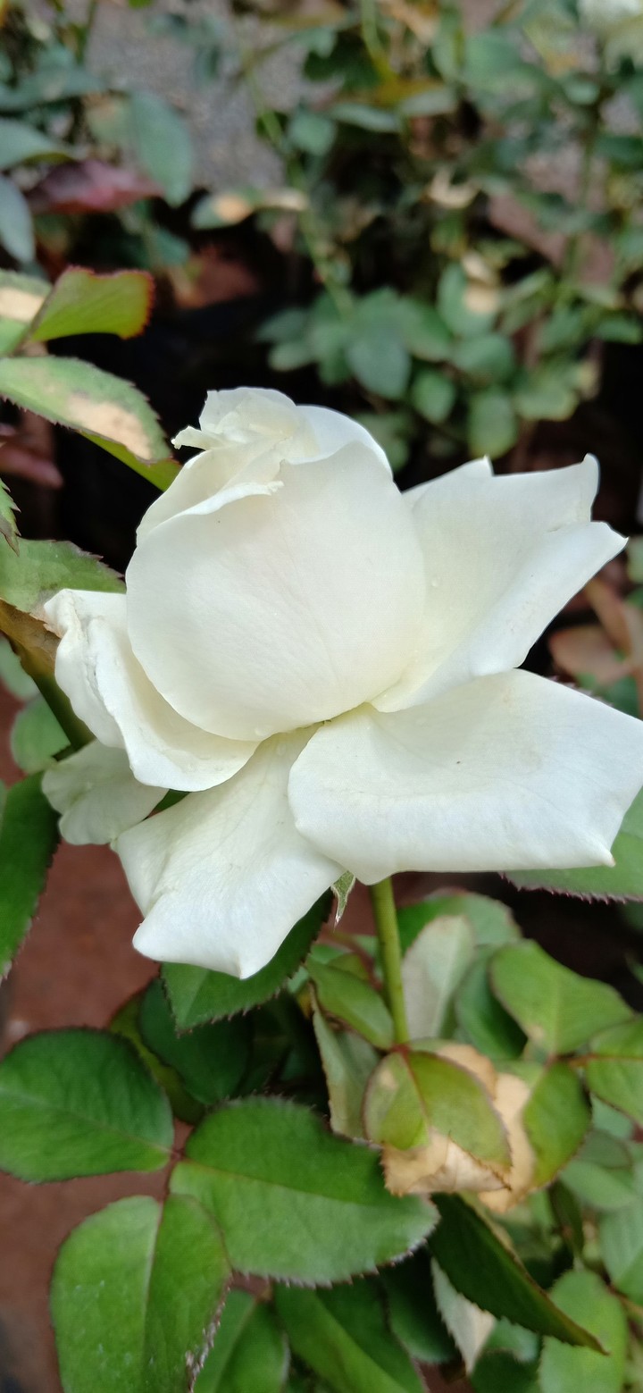 white rose
