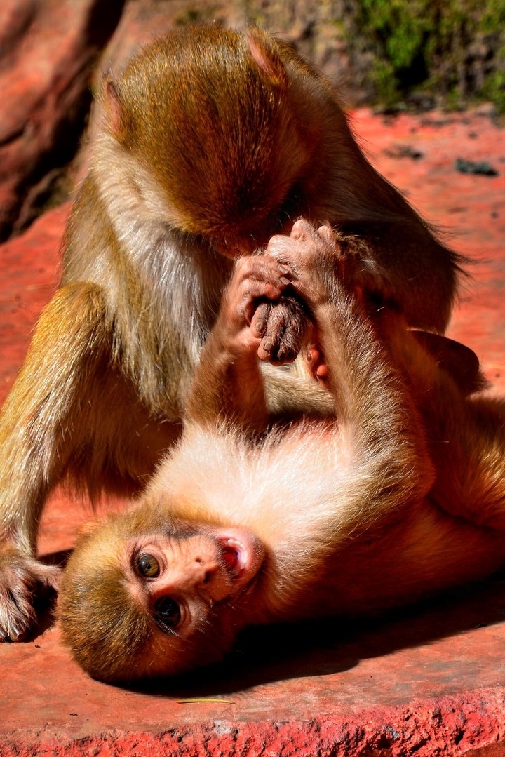 monkeys playing